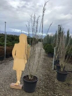 Chinese Judasboom (Cercis Chinensis 'Shirobana') 11 Chinese Judasboom (Cercis Chinensis 'Shirobana') -Groene Pracht shirobana200