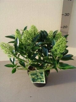 Skimmia (Skimmia Confusa 'Kew Green') 14 Skimmia (Skimmia Confusa 'Kew Green') -Groene Pracht skimmia confusa kew green p17 2