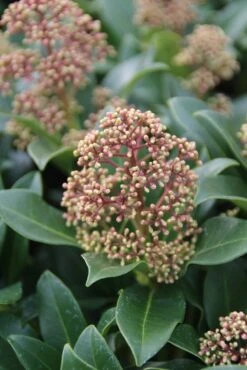 Skimmia (Skimmia Japonica 'Fragrant Cloud') 11 Skimmia (Skimmia Japonica 'Fragrant Cloud') -Groene Pracht skimmia japonica fragant cloud 2