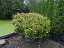 Skimmia (Skimmia Japonica 'Rubella') 7 Skimmia (Skimmia Japonica 'Rubella') -Groene Pracht skimmia japonica rubella doorsnede 180 200 aanlegkwaliteit