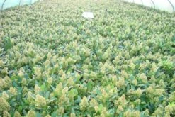 Skimmia (Skimmia Confusa 'Kew Green') 16 Skimmia (Skimmia Confusa 'Kew Green') -Groene Pracht skimmia kew green c3 2