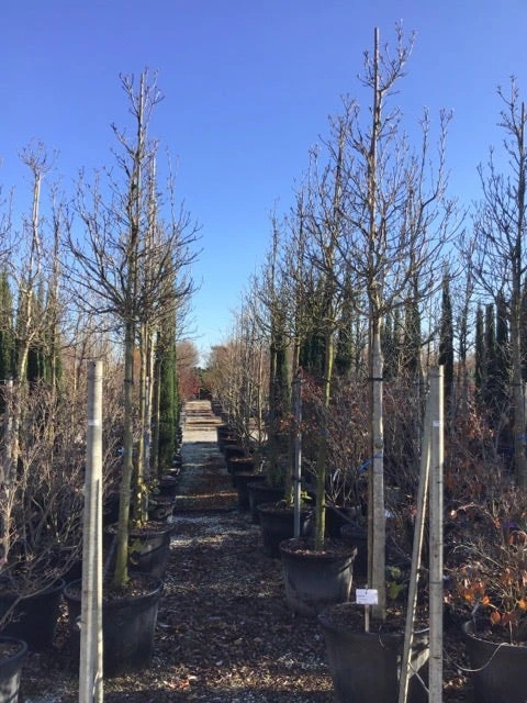 Magnolia Als Boom (Magnolia 'Susan') 4 Magnolia Als Boom (Magnolia 'Susan') - Afbeelding 2