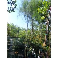 Tamarisk Als Boom (Tamarix Gallica) 8 Tamarisk Als Boom (Tamarix Gallica) -Groene Pracht tamarisk tamarix gallica 32085999 ccb