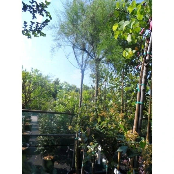 Tamarisk Als Boom (Tamarix Gallica) 5 Tamarisk Als Boom (Tamarix Gallica) - Afbeelding 3