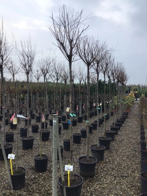 Tamarisk Als Boom (Tamarix Gallica) 6 Tamarisk Als Boom (Tamarix Gallica) - Afbeelding 4