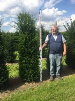 Grote Venijnboom (Taxus Baccata) -Groene Pracht taxus 200225 x 5060 1 2