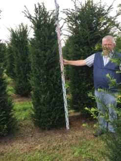 Grote Venijnboom (Taxus Baccata) -Groene Pracht taxus baccaata 225250x5060 1 2