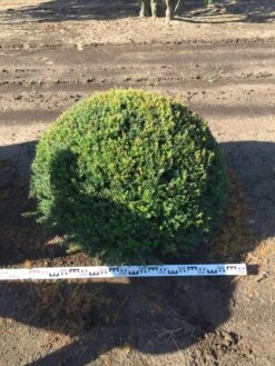 Grote Taxusbol (Taxus Baccata) 20 Grote Taxusbol (Taxus Baccata) -Groene Pracht taxus baccata 100 cm platte bol drkl 1 1