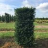 Taxus Als Haagelement (Taxus Baccata) 1 Taxus Als Haagelement (Taxus Baccata) -Groene Pracht taxus baccata 125x60x60 1