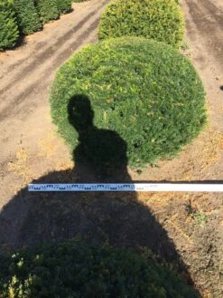 Grote Taxusbol (Taxus Baccata) 22 Grote Taxusbol (Taxus Baccata) -Groene Pracht taxus baccata 140 cm platte bol drkl 1