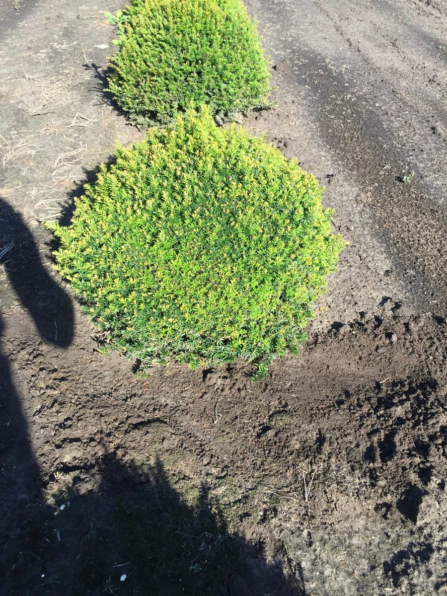 Grote Taxusbol (Taxus Baccata) 4 Grote Taxusbol (Taxus Baccata) - Afbeelding 2