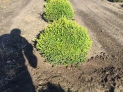 Grote Taxusbol (Taxus Baccata) 15 Grote Taxusbol (Taxus Baccata) -Groene Pracht taxus baccata 60 cm platte bol drkl 2