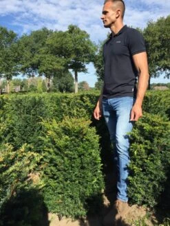 Taxus Als Haagelement (Taxus Baccata) 17 Taxus Als Haagelement (Taxus Baccata) -Groene Pracht taxus baccata 60 x 50 x 50 cm drkl haagelement 1 1