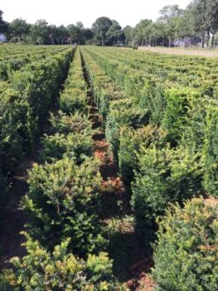 Taxus Als Haagelement (Taxus Baccata) 18 Taxus Als Haagelement (Taxus Baccata) -Groene Pracht taxus baccata 60 x 50 x 50 cm drkl haagelement 2 1