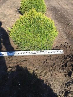 Grote Taxusbol (Taxus Baccata) 17 Grote Taxusbol (Taxus Baccata) -Groene Pracht taxus baccata 70 cm platte bol drkl 2