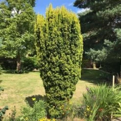 Gele Venijnboom (Taxus Baccata 'David') -Groene Pracht taxus baccata david