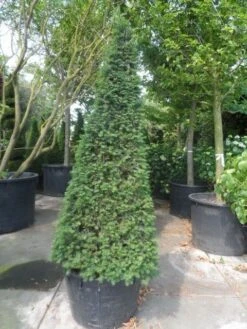 Taxus Als Pyramide (Taxus Baccata) 16 Taxus Als Pyramide (Taxus Baccata) -Groene Pracht taxus baccata egyptische pyramide 200 225 250 c285