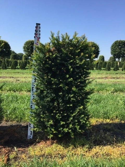Taxus Als Haagelement (Taxus Baccata) 4 Taxus Als Haagelement (Taxus Baccata) - Afbeelding 2