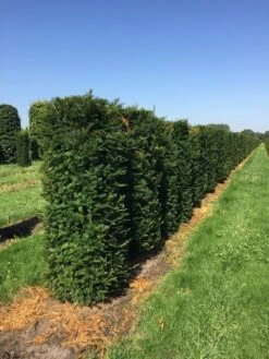Taxus Als Haagelement (Taxus Baccata) 14 Taxus Als Haagelement (Taxus Baccata) -Groene Pracht taxus baccata h160x60x60 cm 3