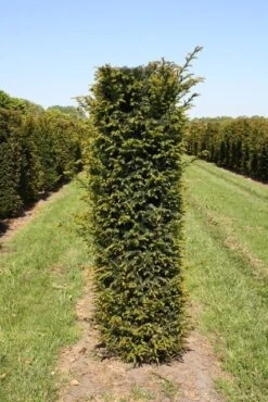 Taxus Als Haagelement (Taxus Baccata) 15 Taxus Als Haagelement (Taxus Baccata) -Groene Pracht taxus baccata h175x50x50 cm 1