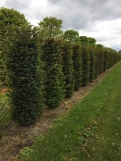 Taxus Als Haagelement (Taxus Baccata) 16 Taxus Als Haagelement (Taxus Baccata) -Groene Pracht taxus baccata h175x50x50cm 2 1