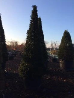 Taxus Als Kegel (Taxus Baccata) 16 Taxus Als Kegel (Taxus Baccata) -Groene Pracht taxus baccata kegel 300 c285 inkoop 475