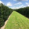 Grote Venijnboom (Taxus Baccata) -Groene Pracht taxus baccata rij 2 1 1