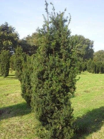 Taxus (Taxus Media 'Hicksii') 4 Taxus (Taxus Media 'Hicksii') - Afbeelding 2