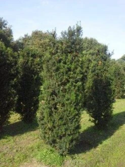 Taxus (Taxus Media 'Hicksii') 16 Taxus (Taxus Media 'Hicksii') -Groene Pracht taxus hicksii 200 225 1 1