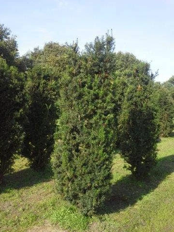 Taxus (Taxus Media 'Hicksii') 5 Taxus (Taxus Media 'Hicksii') - Afbeelding 3