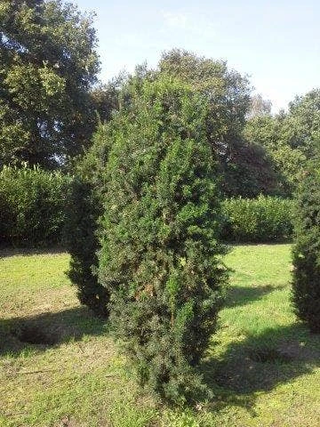Taxus (Taxus Media 'Hicksii') 6 Taxus (Taxus Media 'Hicksii') - Afbeelding 4
