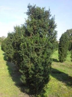 Taxus (Taxus Media 'Hicksii') 18 Taxus (Taxus Media 'Hicksii') -Groene Pracht taxus hicksii 275 300 1