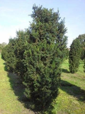 Taxus (Taxus Media 'Hicksii') 7 Taxus (Taxus Media 'Hicksii') - Afbeelding 5