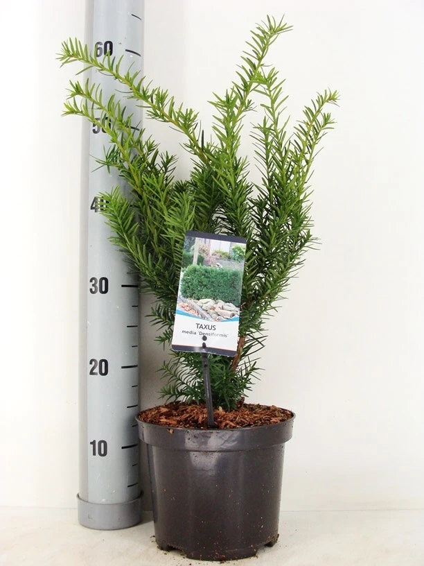 Taxus (Taxus Media 'Densiformis') 3 Taxus (Taxus Media 'Densiformis')