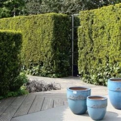 Taxus (Taxus Media 'Hicksii') 25 Taxus (Taxus Media 'Hicksii') -Groene Pracht taxus media hicksii 1