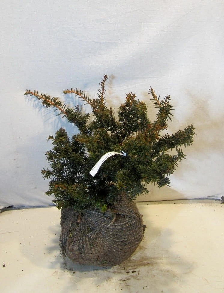 Taxus Als Bonsai (Taxus Baccata 'Summergold') 4 Taxus Als Bonsai (Taxus Baccata 'Summergold') - Afbeelding 2