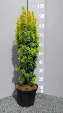 Gele Venijnboom (Taxus Baccata 'David') -Groene Pracht taxusdavid01