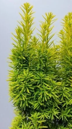 Gele Venijnboom (Taxus Baccata 'David') -Groene Pracht taxusdavid02
