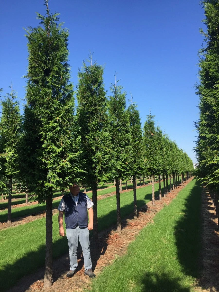 Haagconifeer Op Stam (Thuja Plicata 'Excelsa') 3 Haagconifeer Op Stam (Thuja Plicata 'Excelsa')