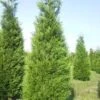 Levensboom (Thuja Plicata 'Atrovirens') -Groene Pracht thuja atrovirens 400 450 1 1