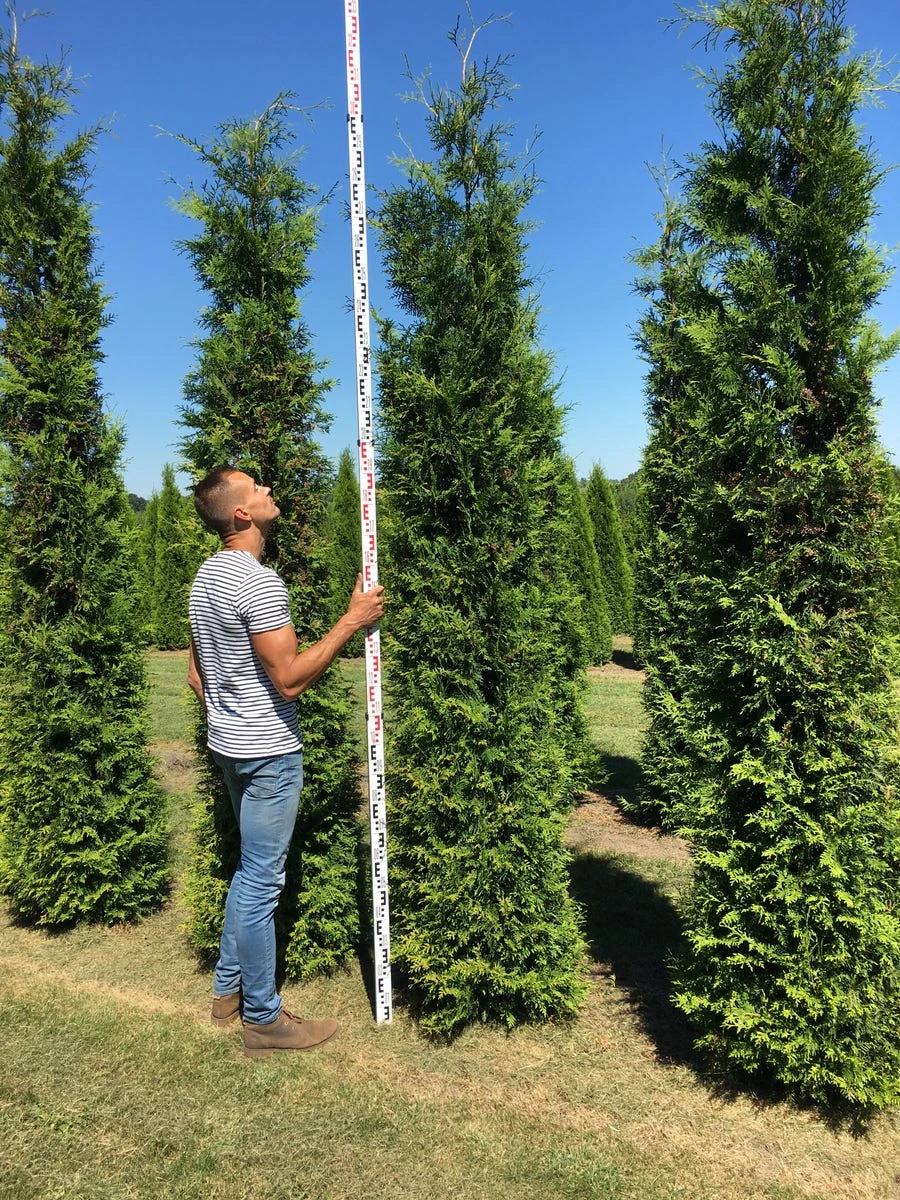Grote Groene Haagconifeer (Thuja Occidentalis 'Brabant') 4 Grote Groene Haagconifeer (Thuja Occidentalis 'Brabant') - Afbeelding 2