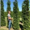 Grote Groene Haagconifeer (Thuja Occidentalis 'Brabant') 1 Grote Groene Haagconifeer (Thuja Occidentalis 'Brabant') -Groene Pracht thuja brabant 300350 2