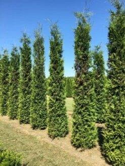 Grote Groene Haagconifeer (Thuja Occidentalis 'Brabant') 7 Grote Groene Haagconifeer (Thuja Occidentalis 'Brabant') -Groene Pracht thuja brabant 350400