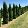 Grote Westerse Levensboom (Thuja Occidentalis 'Smaragd') -Groene Pracht thuja occ smarag 1 2