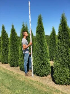 Grote Westerse Levensboom (Thuja Occidentalis 'Smaragd') 8 Grote Westerse Levensboom (Thuja Occidentalis 'Smaragd') -Groene Pracht thuja occ smaragd 250300