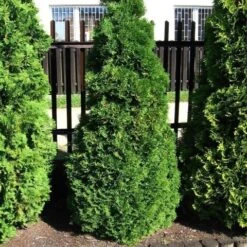 Levensboom (Thuja Occidentalis 'Holmstrup') -Groene Pracht thuja occidentalis holmstrup