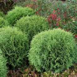 Levensboom (Thuja Occidentalis 'Little Giant') 7 Levensboom (Thuja Occidentalis 'Little Giant') -Groene Pracht thuja occidentalis little giant