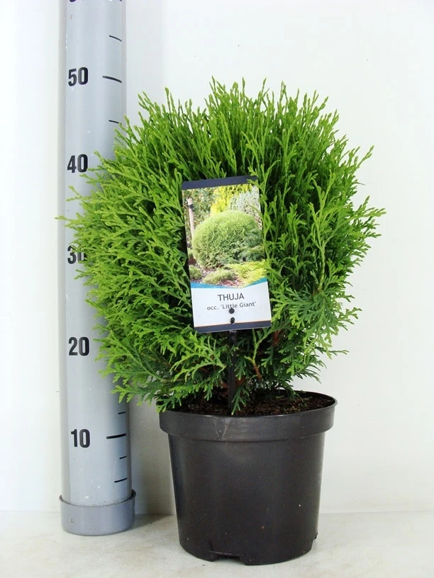Levensboom (Thuja Occidentalis 'Little Giant') 4 Levensboom (Thuja Occidentalis 'Little Giant') - Afbeelding 2