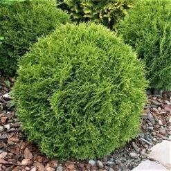 Thuja (Thuja Occidentalis 'Tiny Tim') 13 Thuja (Thuja Occidentalis 'Tiny Tim') -Groene Pracht thuja occidentalis tiny tim