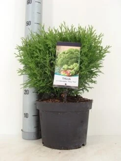 Thuja (Thuja Occidentalis 'Tiny Tim') 11 Thuja (Thuja Occidentalis 'Tiny Tim') -Groene Pracht thuja occidentalis tiny tim zomer c5 m